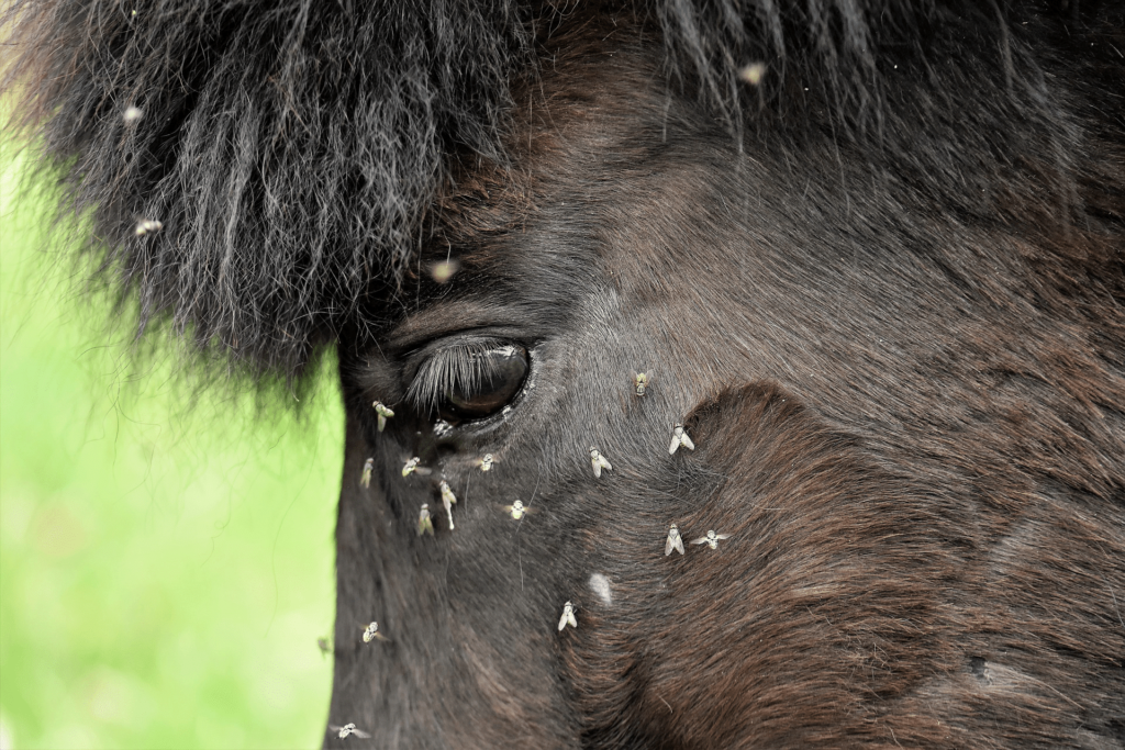 The Best Homemade Fly Remedies