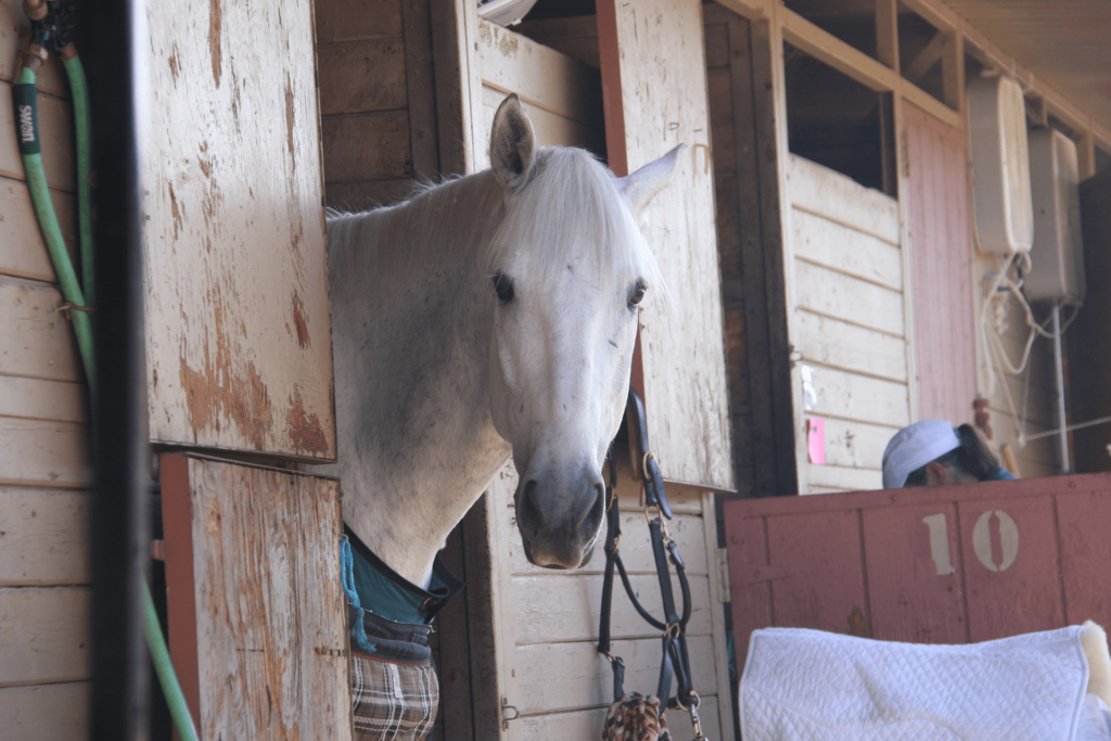 moving horses to new yards