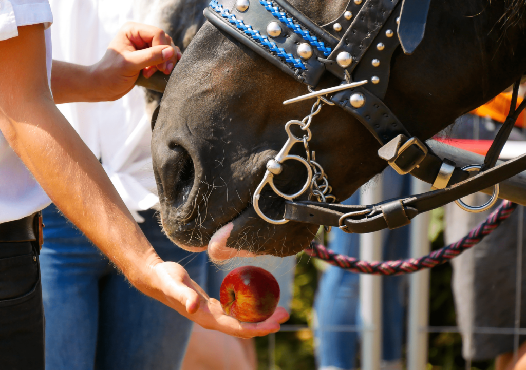 6 Reasons your Horse’s Behaviour has Changed