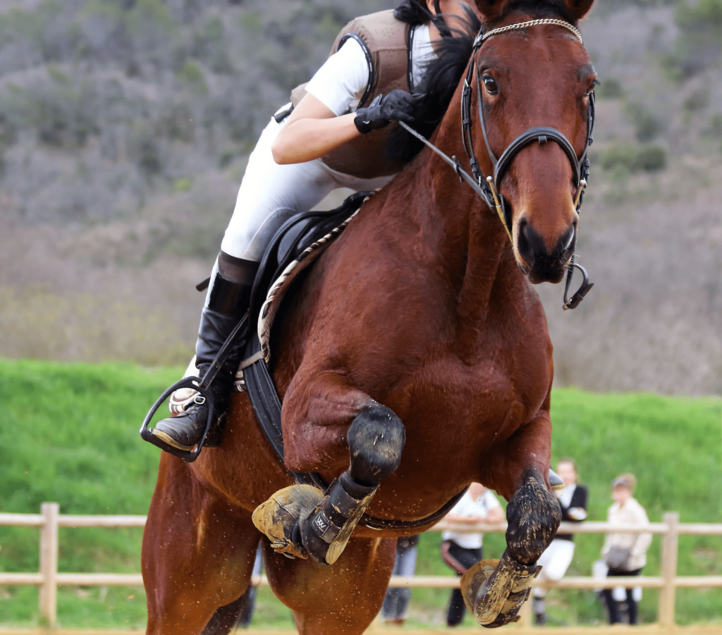 horse jumping