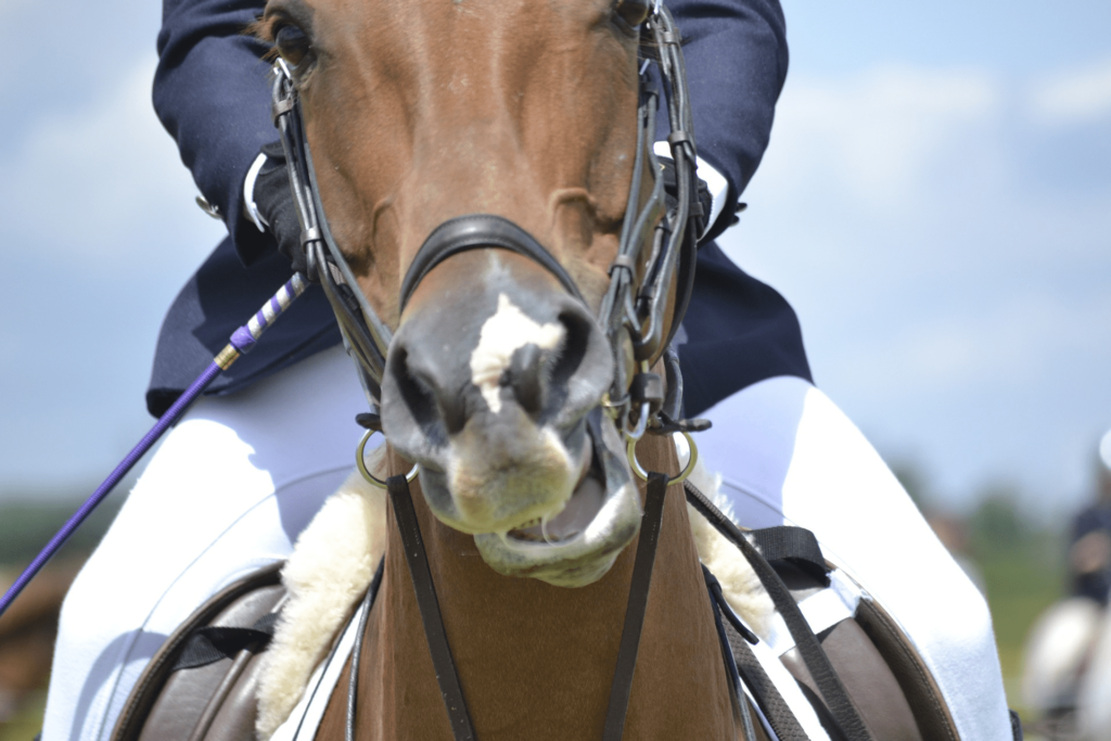Keeping your Horse Safe During a Flu Outbreak
