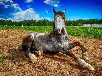 The Right Feed to Prevent Colic in Horses