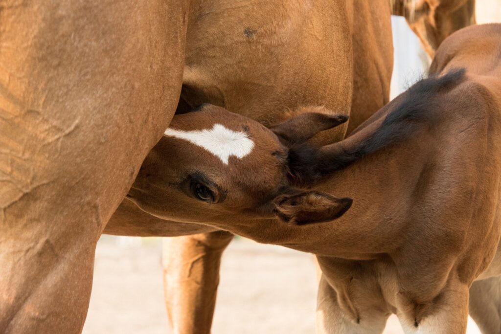 foaling season