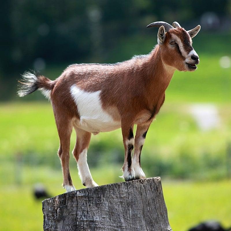 Goat pic