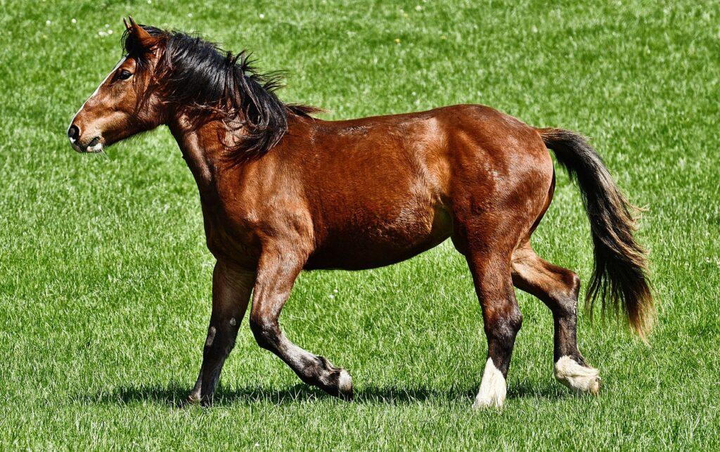 Keeping Your Horse Cool: Tips for Preventing and Treating Heat Stress in Horses