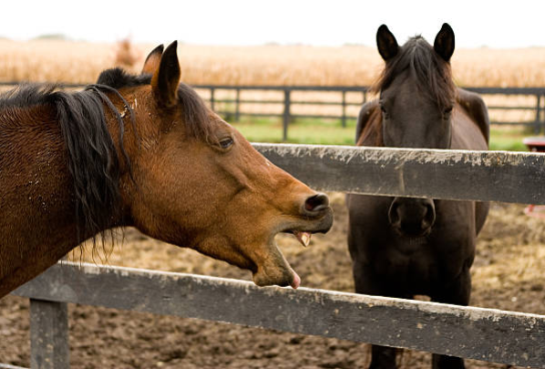 what to do if your horse has a cough