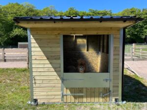 timber stable with shetland looking out