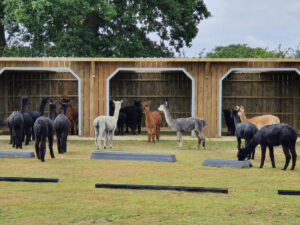 Alpaca Field Shelter 12′ × 36′