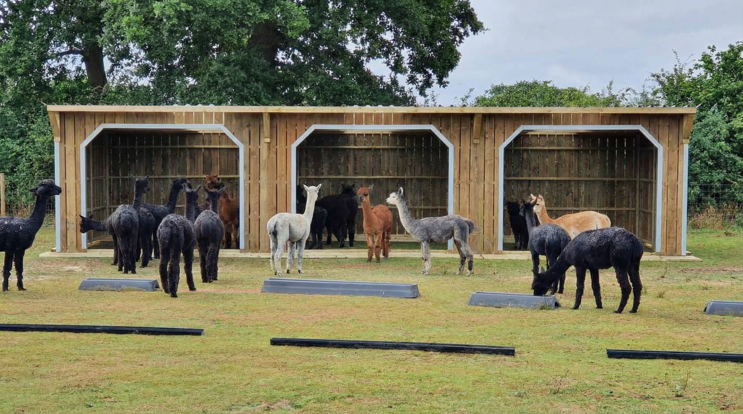Alpaca Field Shelter 12′ × 36′
