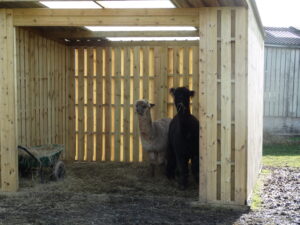 alpacas sitting in a alpaca shelter
