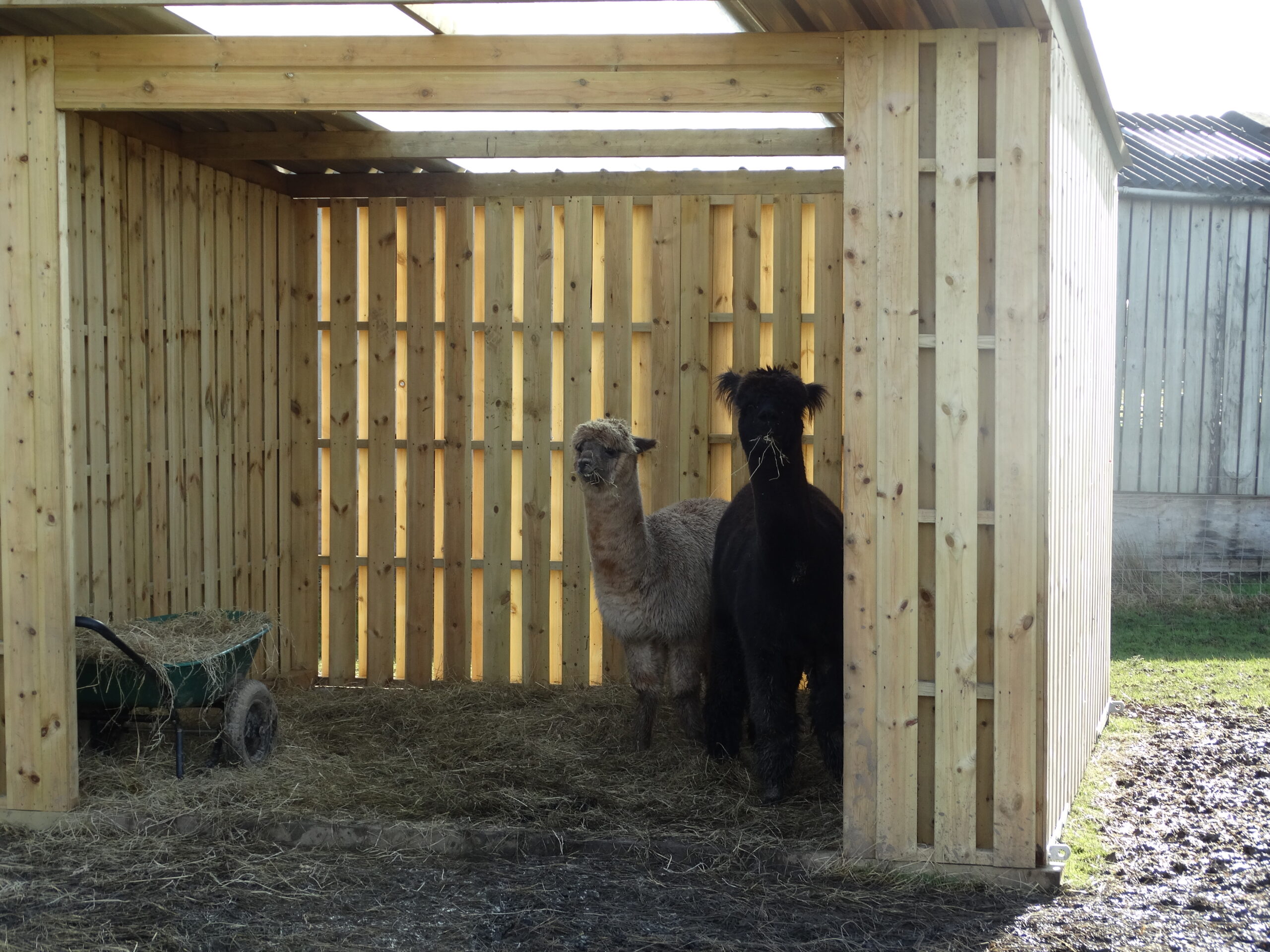 alpacas sitting in a alpaca shelter